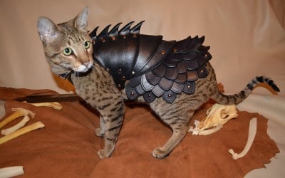 Cat Armor