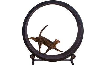 Cat Exercise Wheel