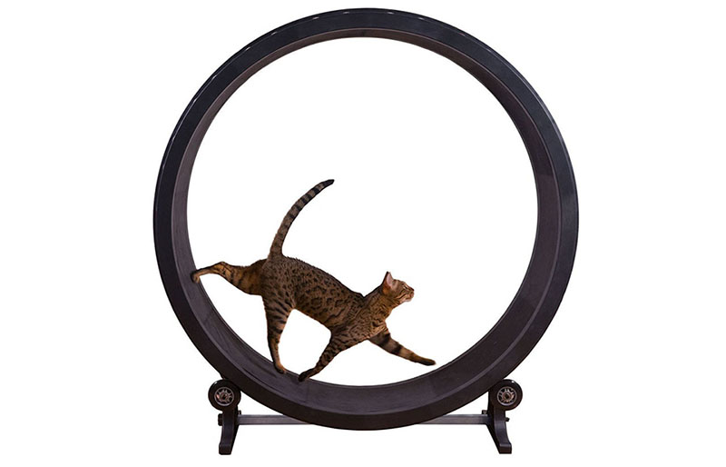 The Cat Exercise Wheel